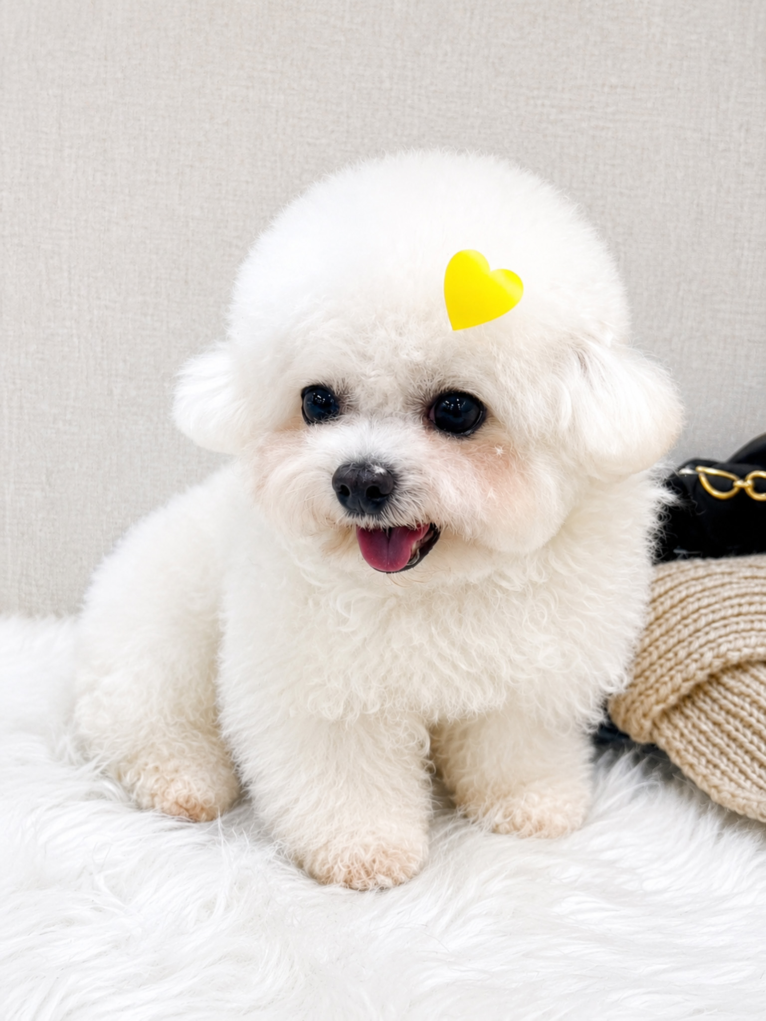 Freshly groomed small dog at Paw World