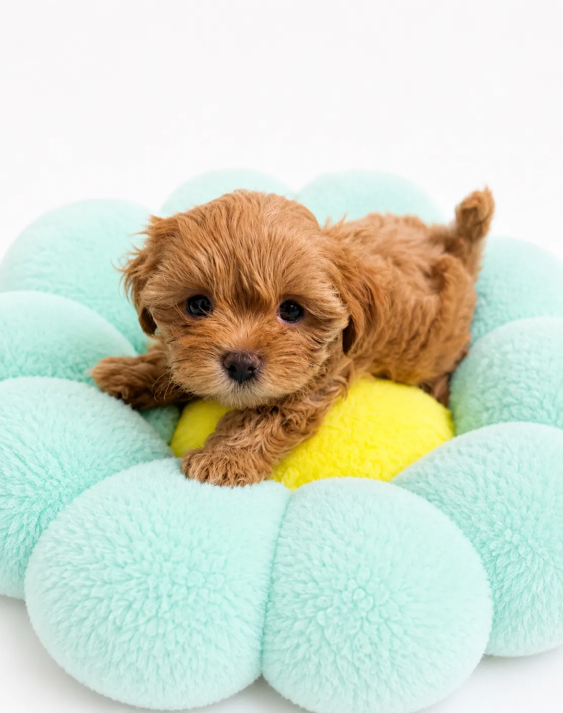 Ellie, a Maltipoo