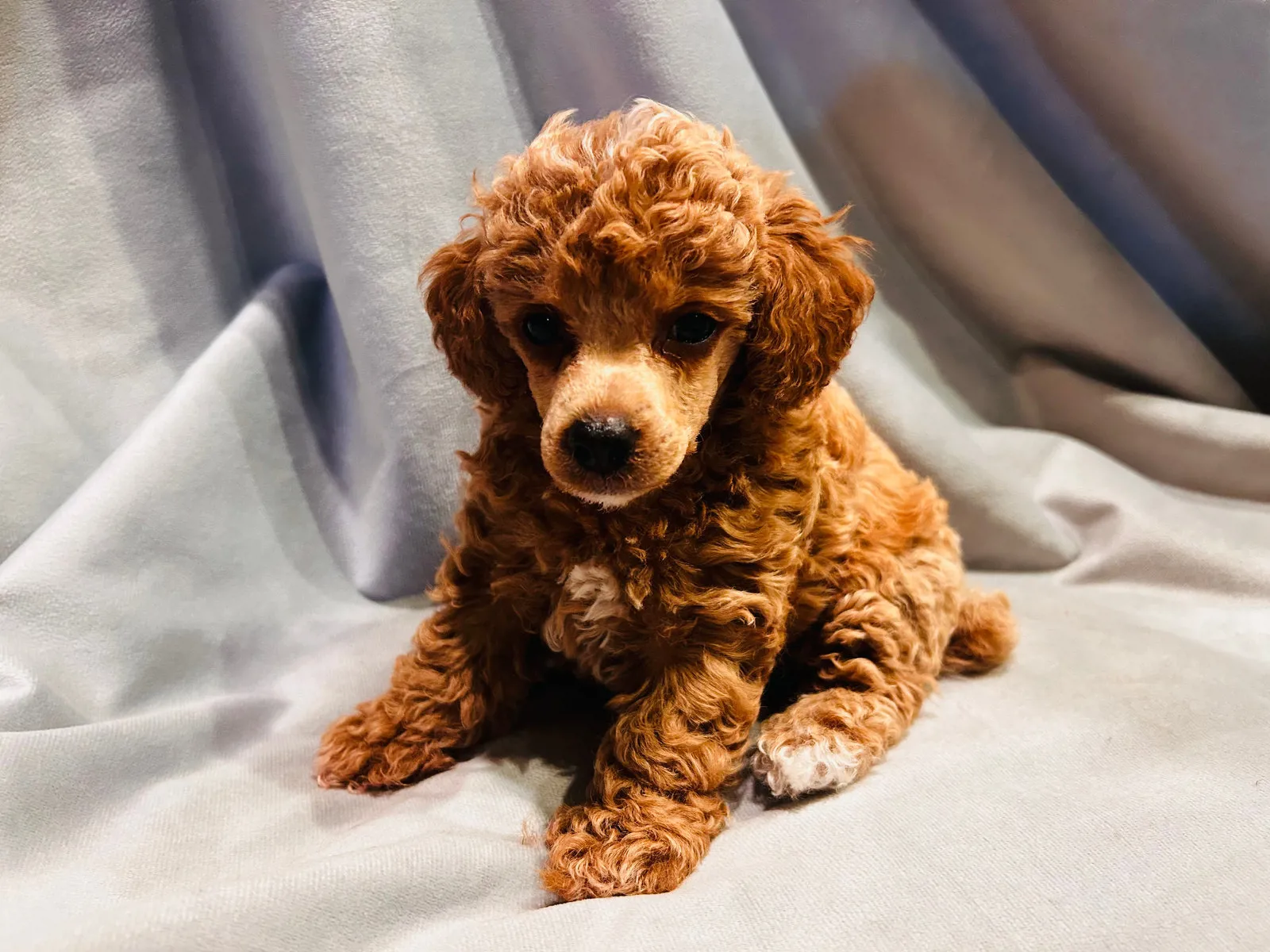 Star, a poodle