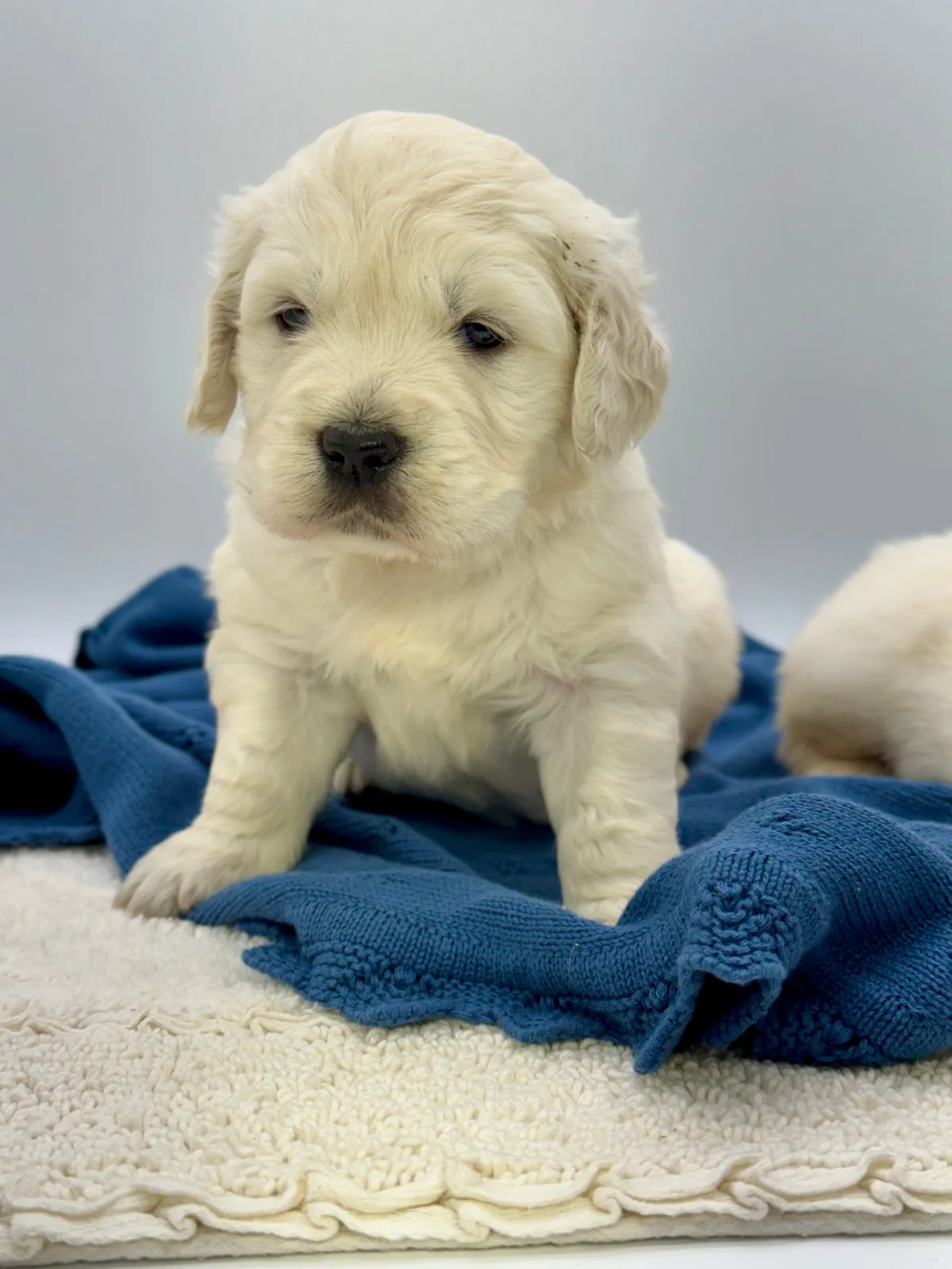 Lavender, a English cream retriever