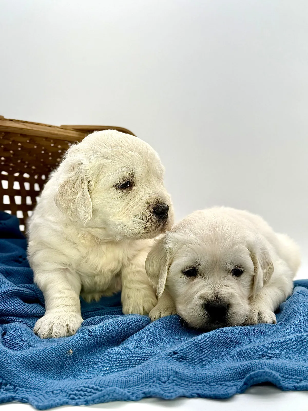 Leo, a English cream retriever