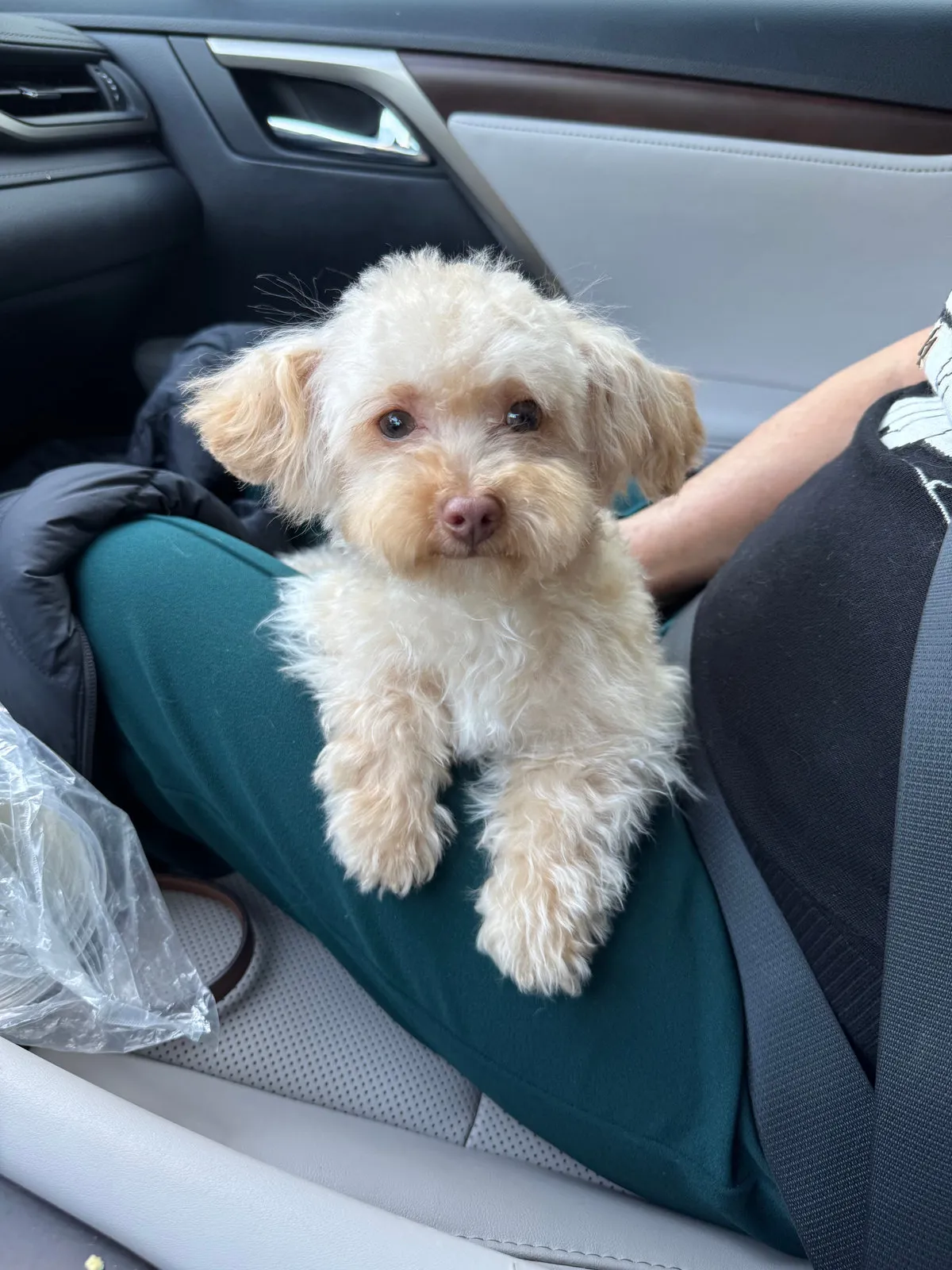 Bean, a Maltipoo