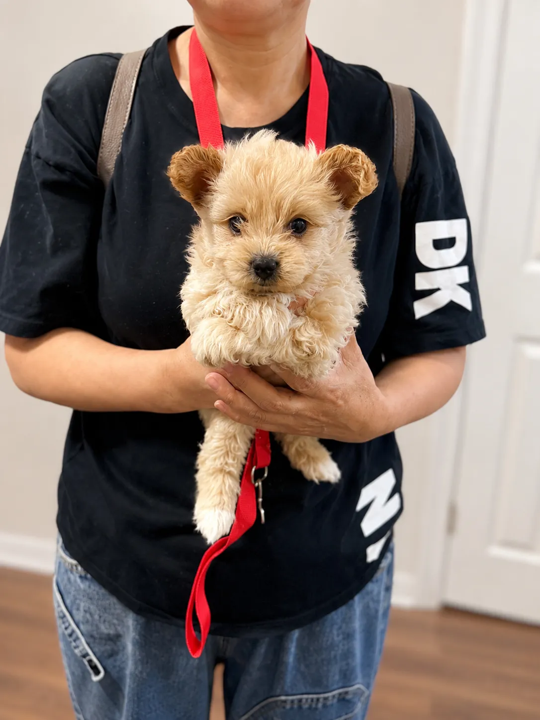 Cotton, a Pomapoo
