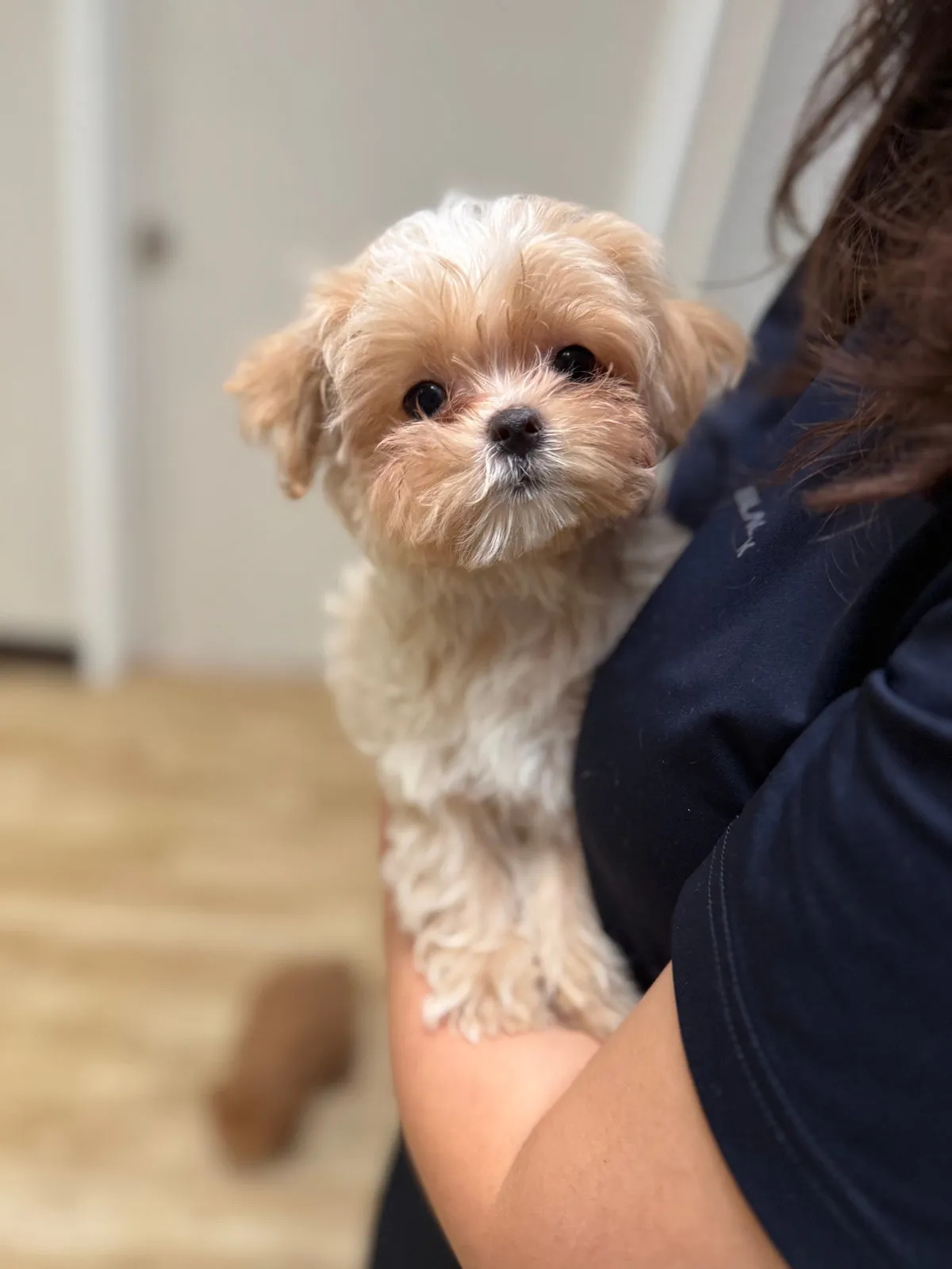 Bruno, a Maltipoo