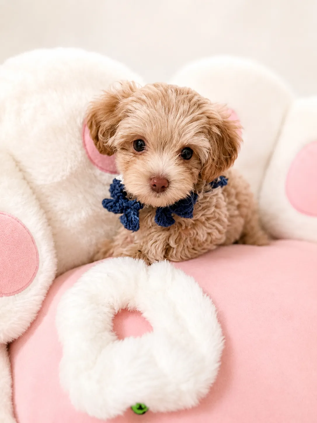 Buddy, a Maltipoo