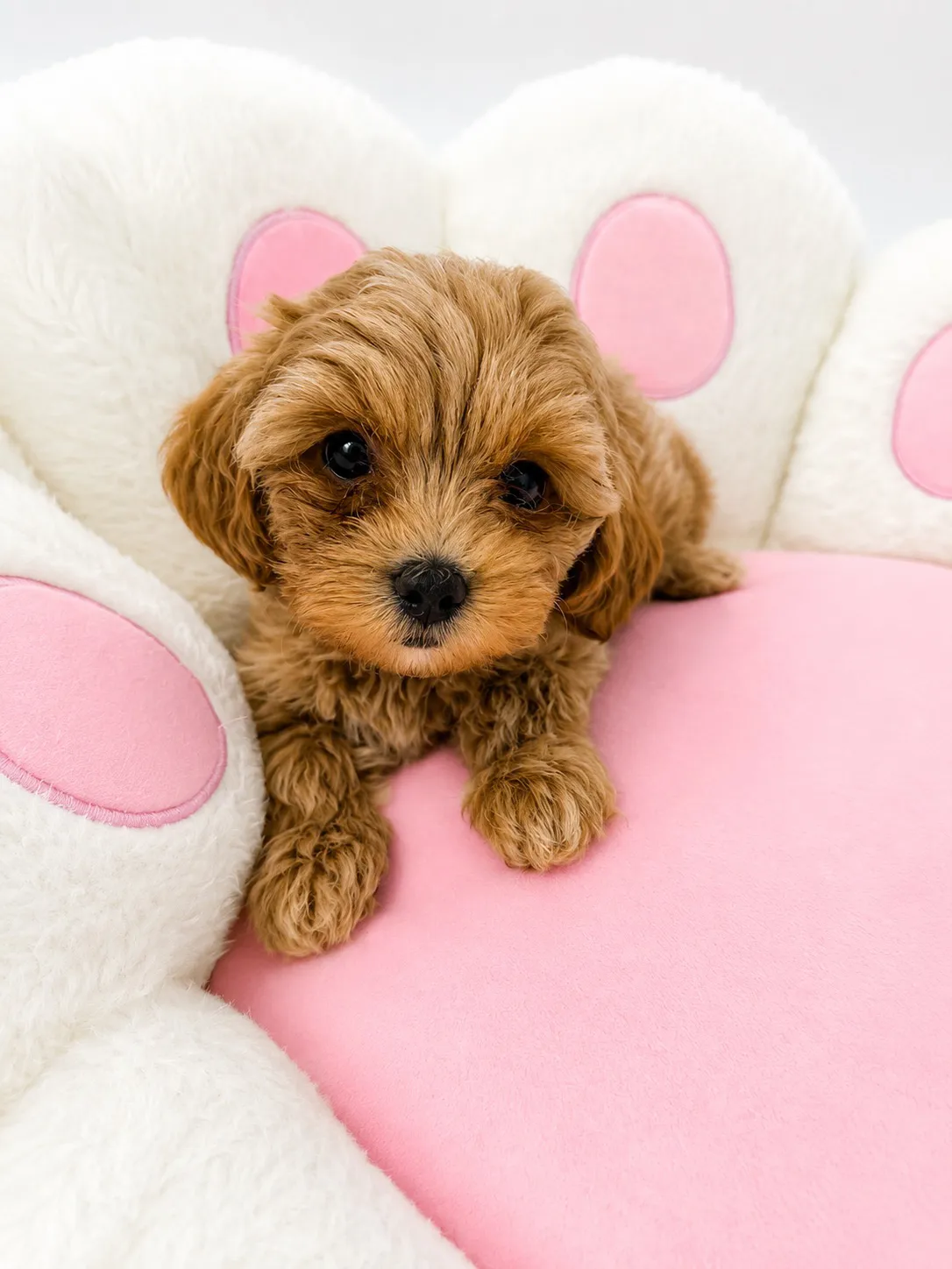 Bella, a Maltipoo