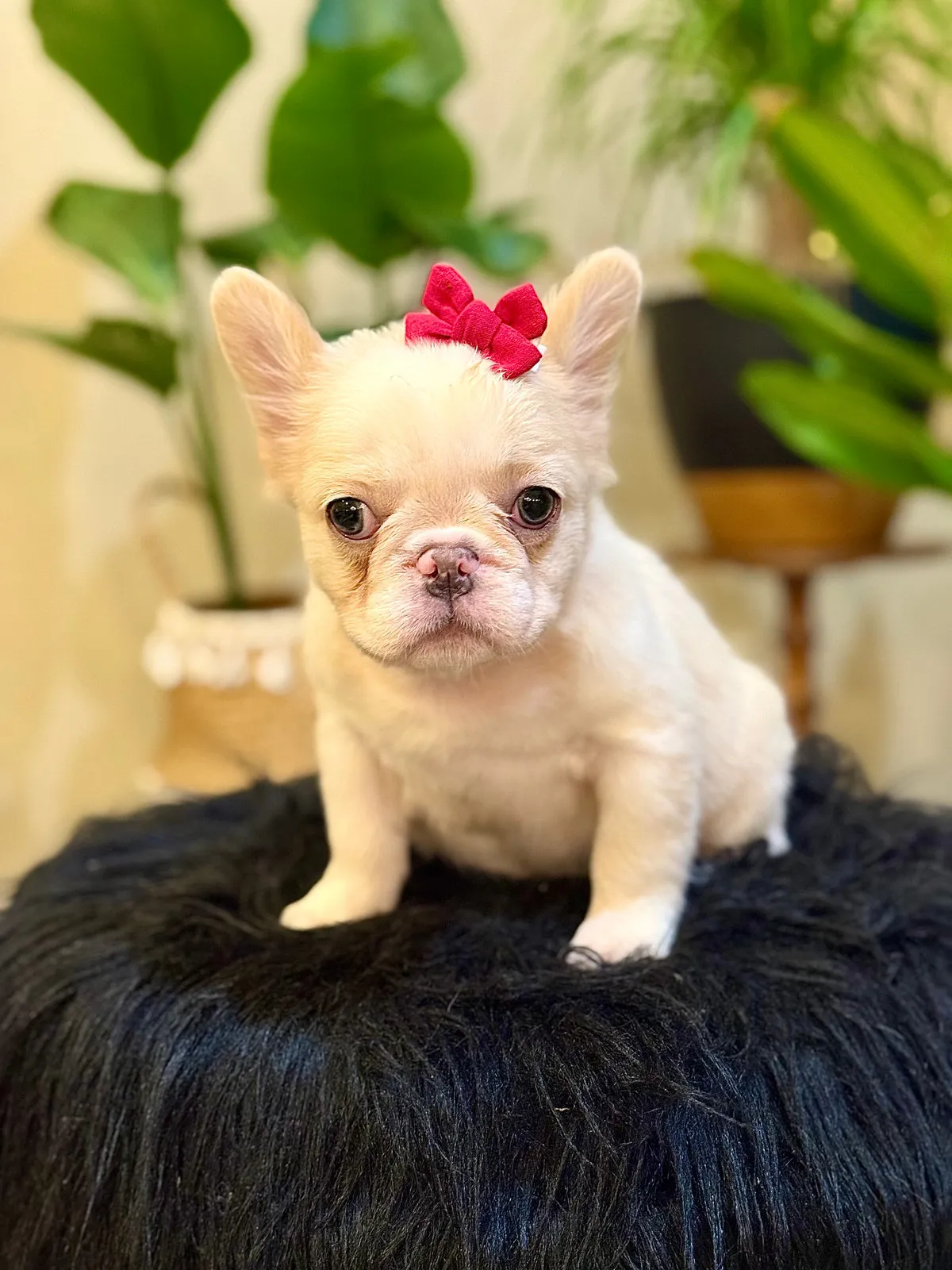Anna, a Fluff French bulldog