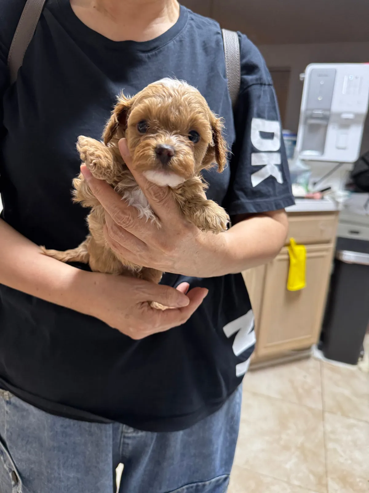 Chocko, a Maltipoo