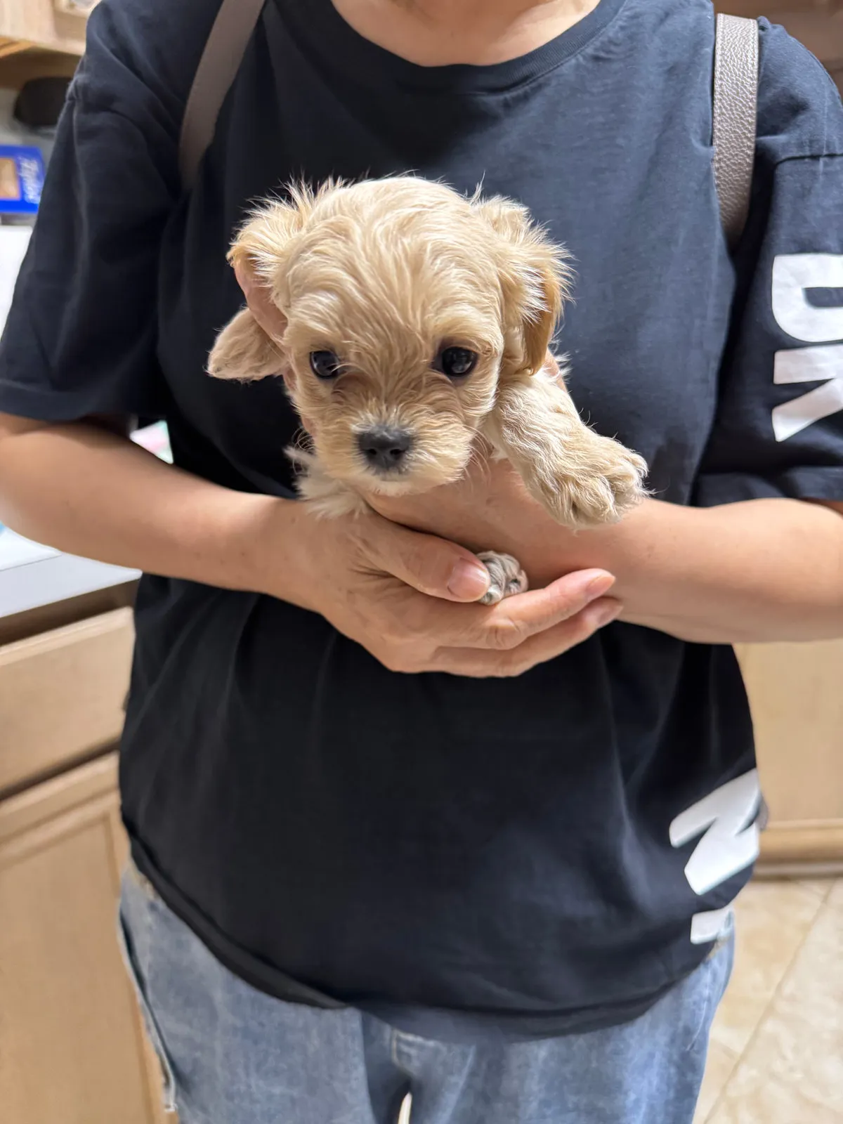 Lilly, a Maltipoo