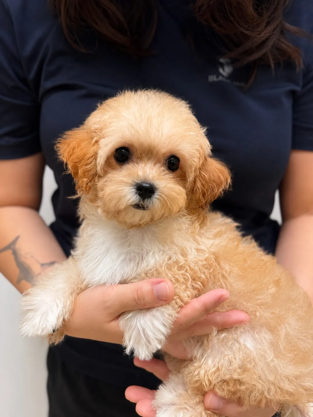 Sophia, a Maltipoo