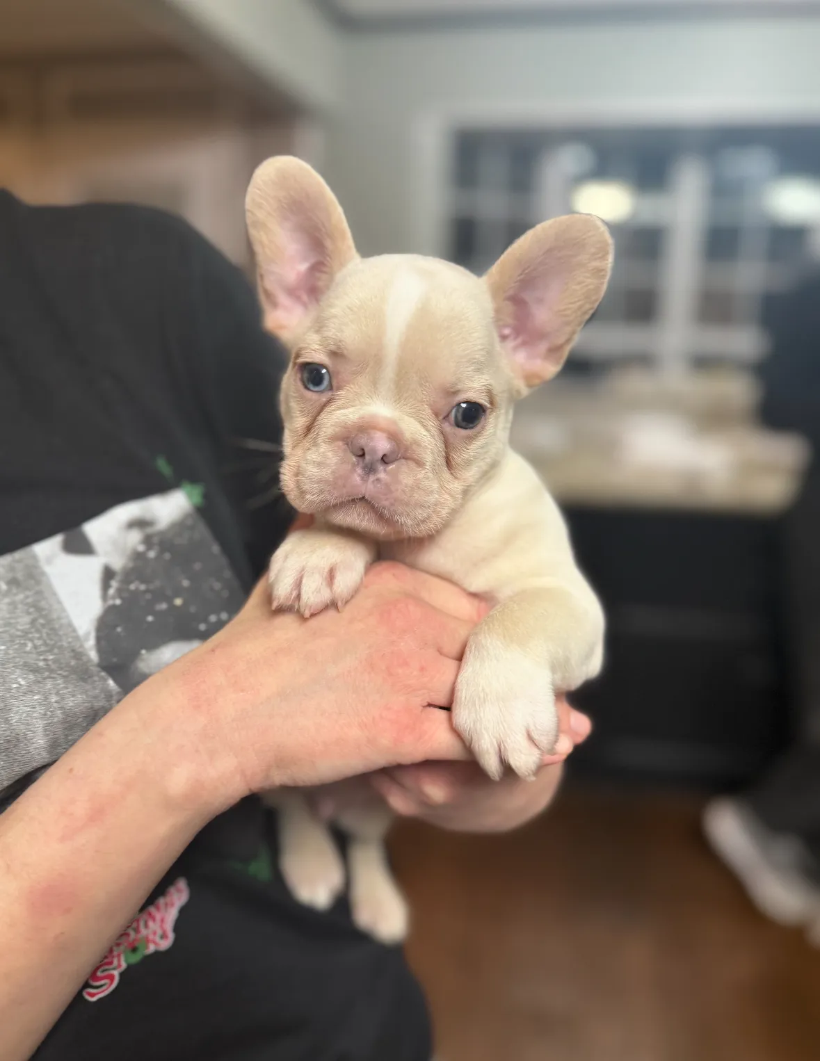 Cream, a French Bulldog