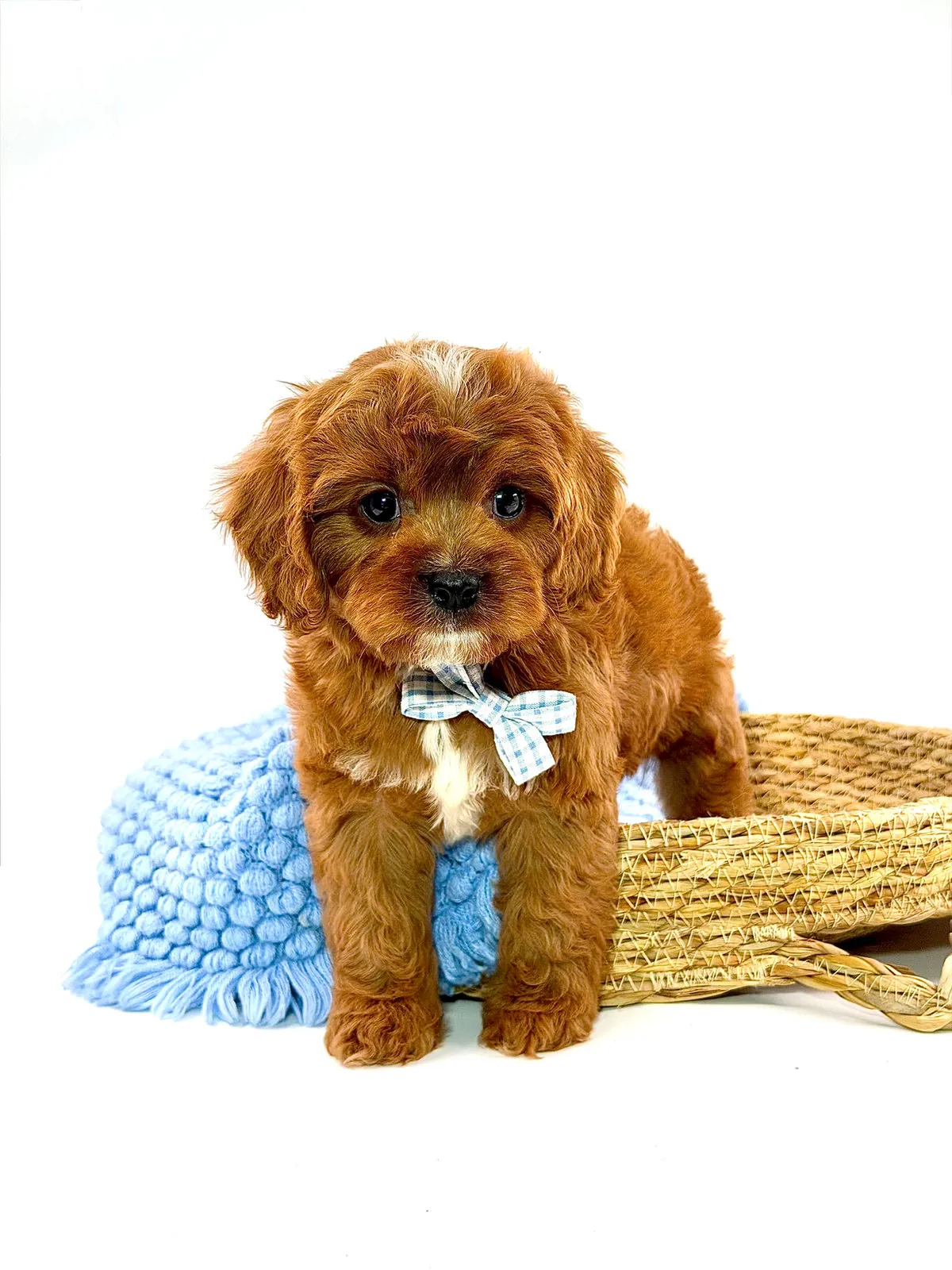 Crown, a Cavapoo