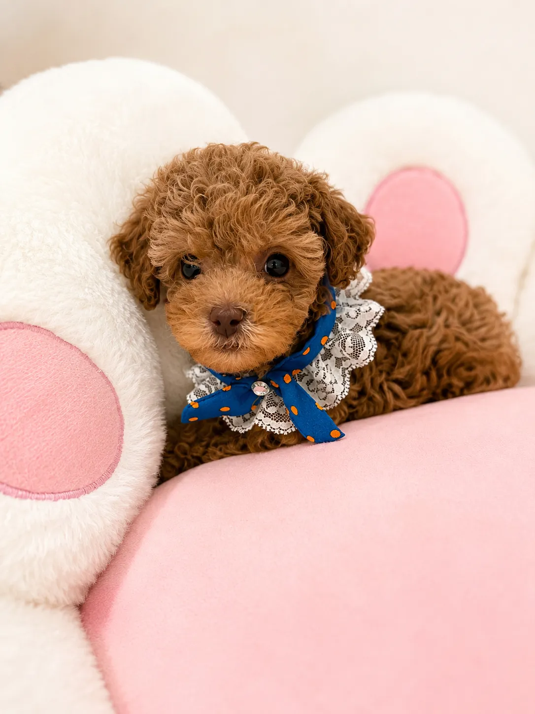 Duck, a Maltipoo