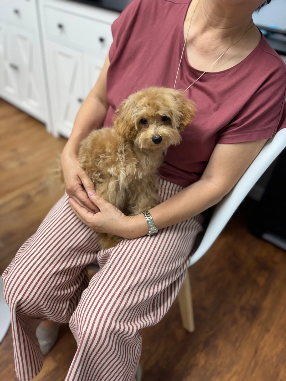 Mushroom, a Maltipoo