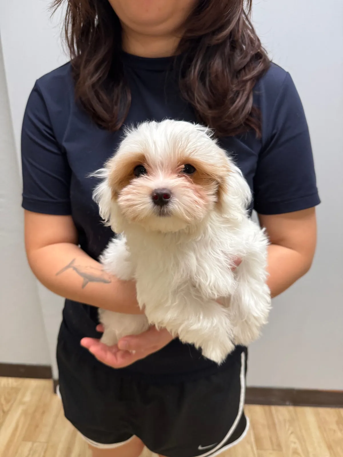 Benji, a Maltipoo
