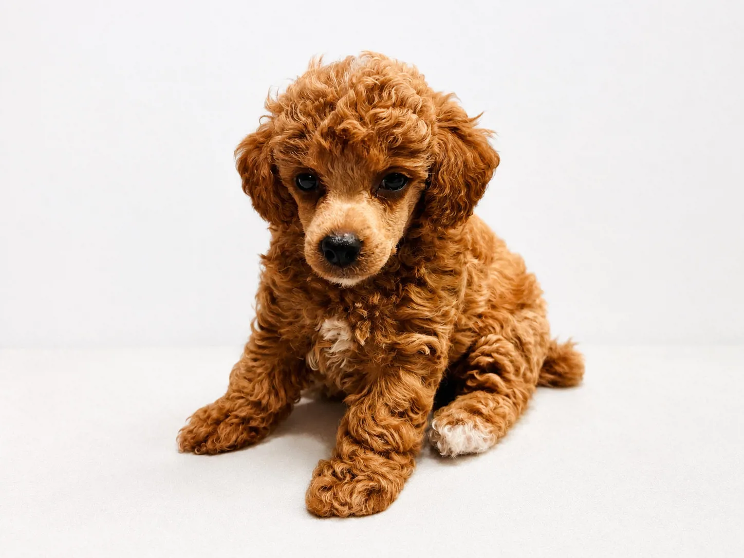 Hope, a poodle
