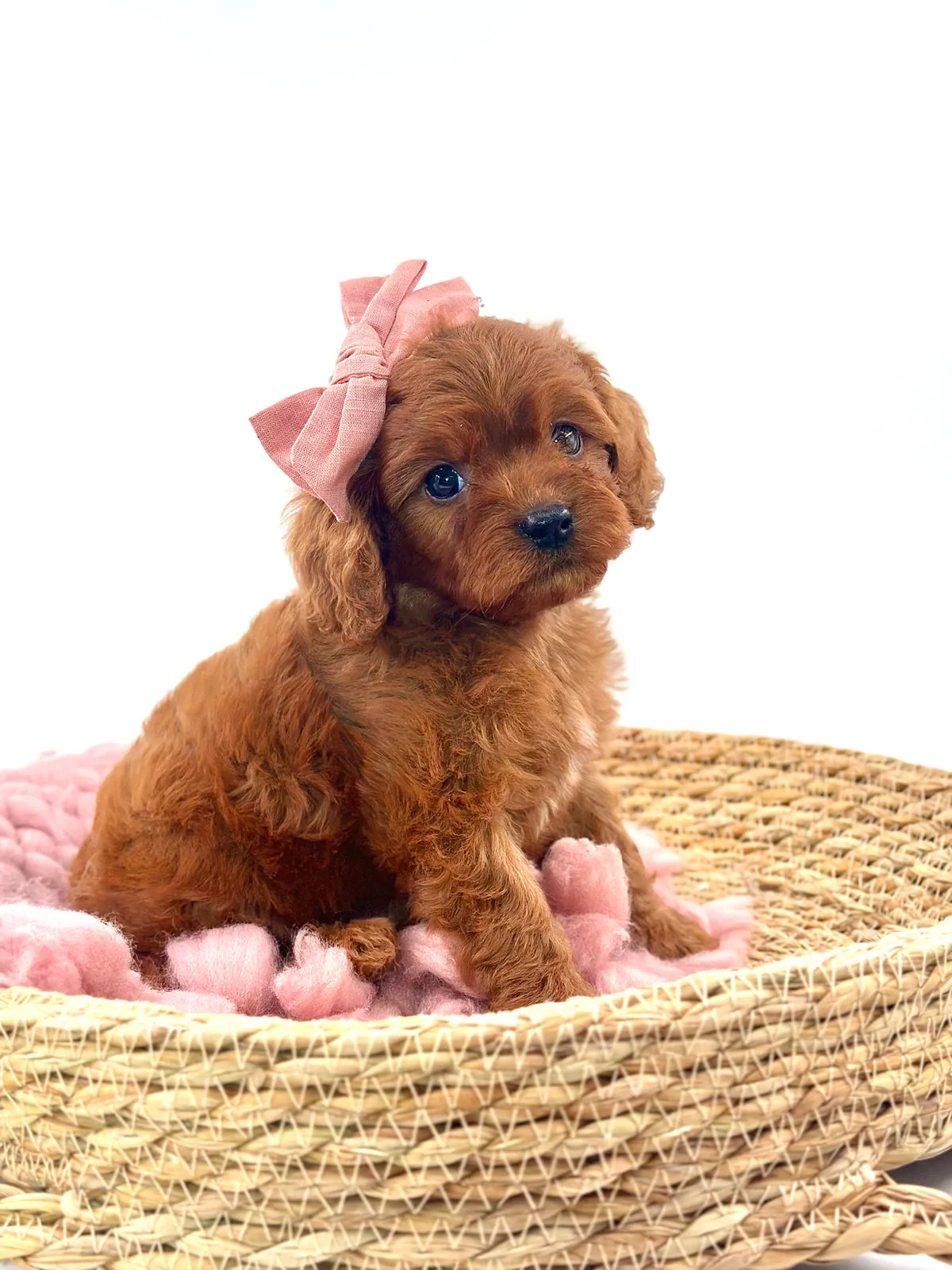 Sunny, a Cavapoo